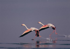 Two Greater Flamengoes (Phinicopterus roseus) at the Gediz Delta, Turkey