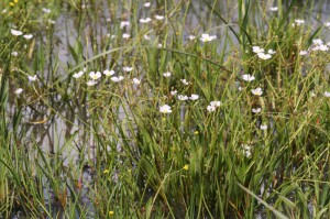 Baldellia ranunculoides (Near Threatened) is threatened by drainage and destruction of wetlands throughout its range. © R.V. Lansdown
