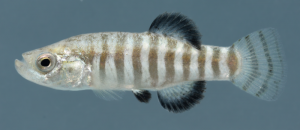 There are many freshwater fish species with tiny global ranges in the Eastern Mediterranean region. The Critically Endangered Aci Göl Toothcarp (Aphanius transgrediens) from a spring field in Central Anatolian Lake Acı is just one example. © Jörg Freyhof