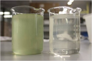 Visual comparison between water input (left beaker rich in phytoplankton) and output (right beaker) in CW Tancat de Milia
