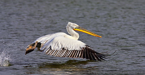 dalmatian pelican credit Daniel Petrescu