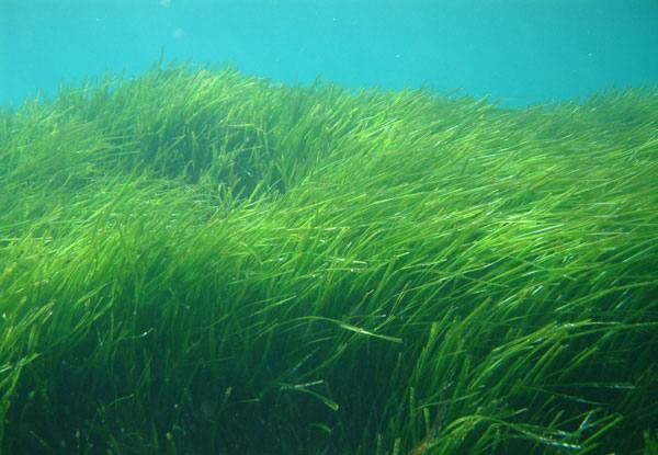Posidonia, the lung of the Mediterranean | Medwet